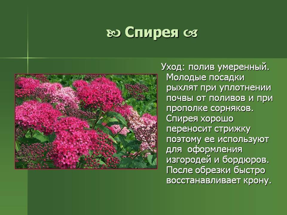 Какие виды спиреи бывают в картинках и их название