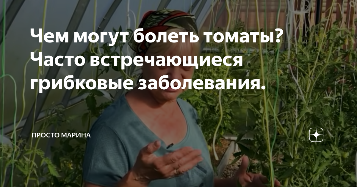 Как правильно сеять семена помидор на рассаду дома