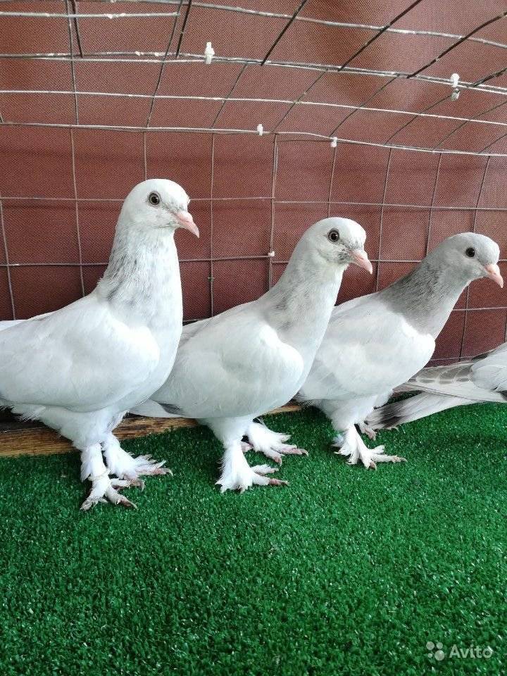 Турецкие бойные голуби такла: описание породы, советы по выбору