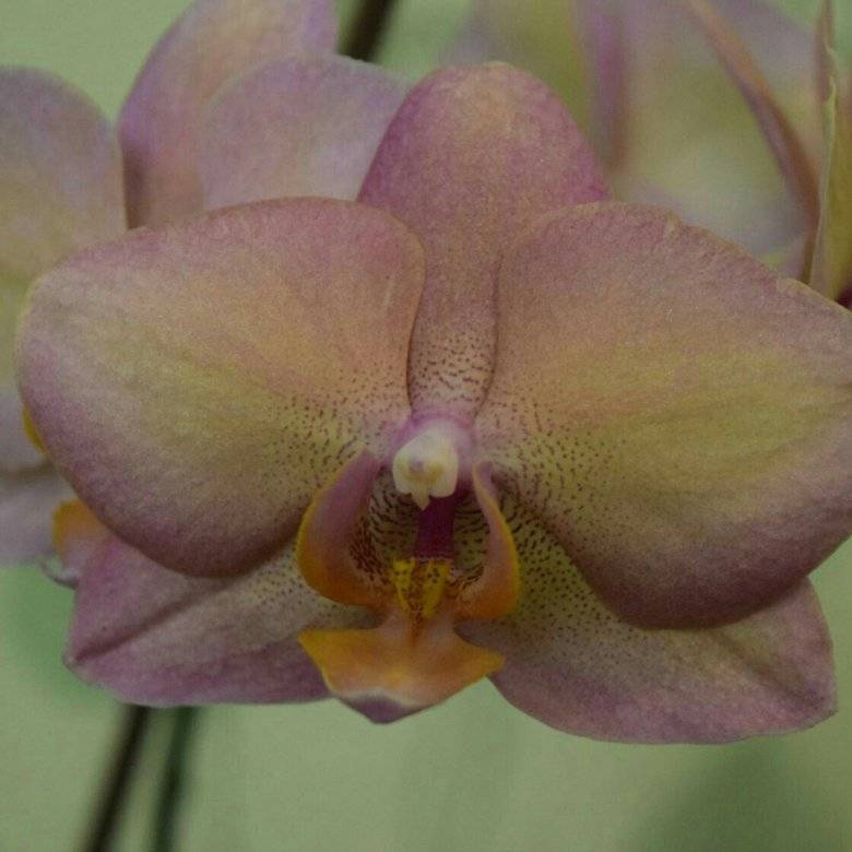Описание орхидеи легато бабочка
