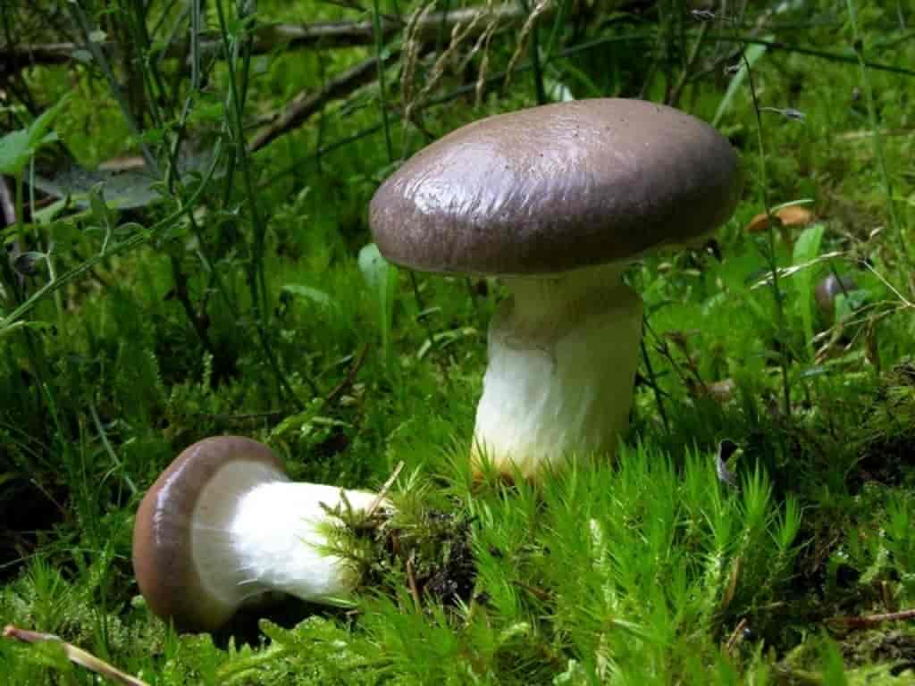 Подъеловик гриб фото и описание