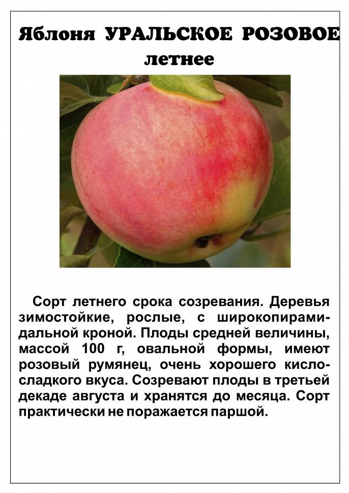 Уральское розовое яблоня описание фото