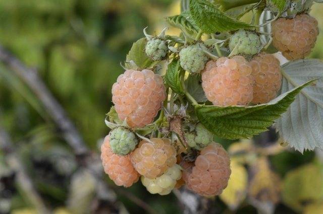Малина абрикосовая: описание сорта, характеристики, выращивание