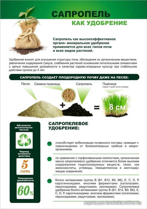 Сапропель: что это такое и как использовать удобрение, добыча, видео