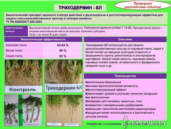 Как развести триходерму