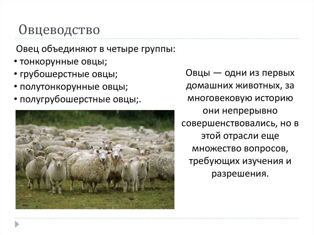 Овцы популярные домашние питомцы, описание и фото баранов и ягнят