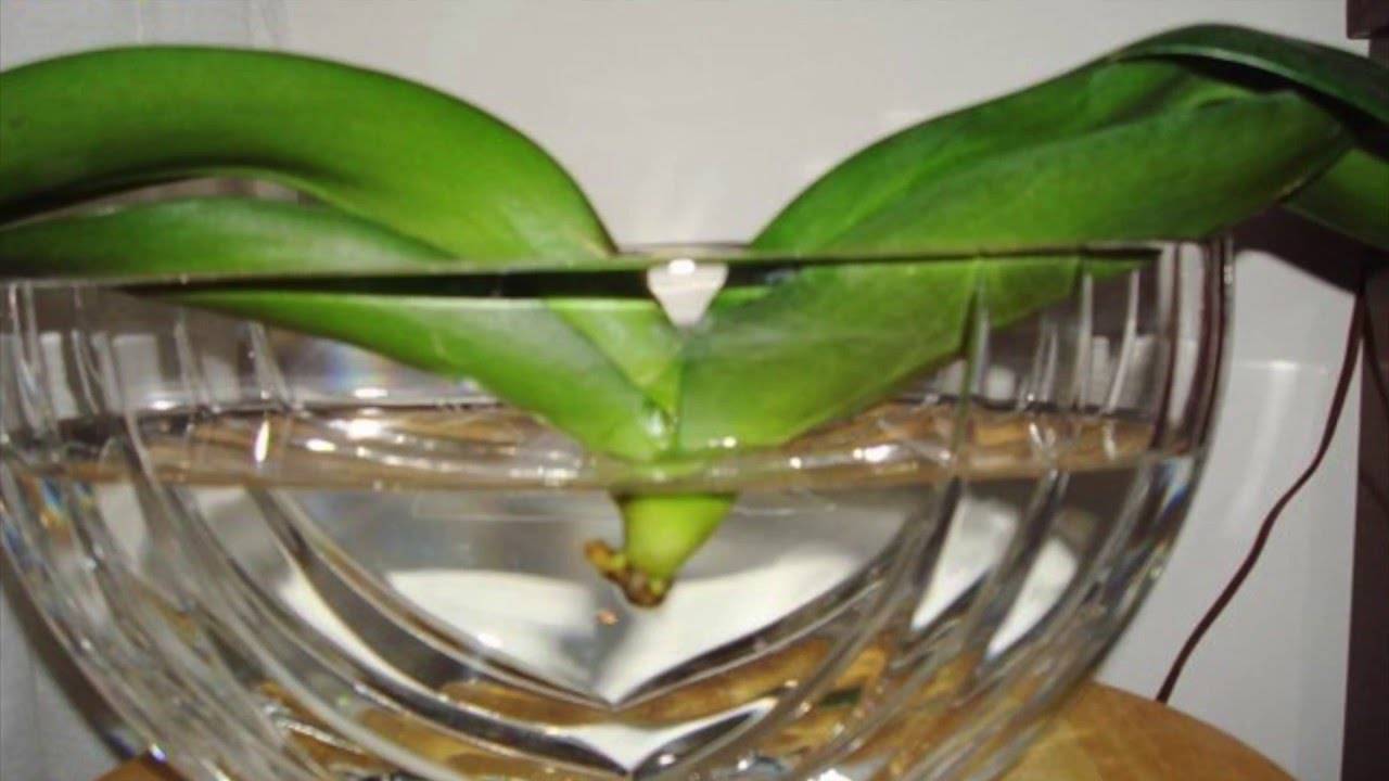 Как нарастить корни у детки орхидеи: простые способы