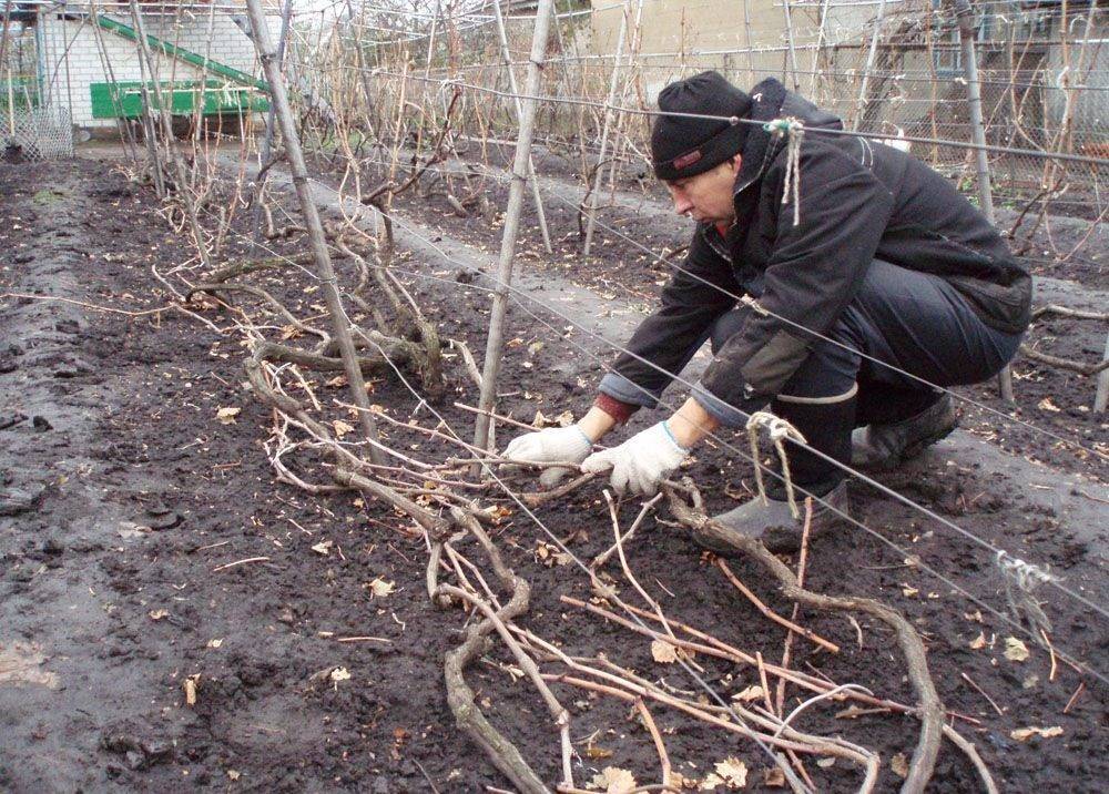 Как укрывать виноград на зиму: уход, подготовка, обрезка и обработка осенью в подмосковье, в сибири и средней полосе. сорта не требующие утепления