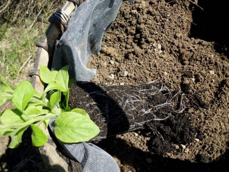 Когда сажать петунию на рассаду и как высаживать в открытый грунт