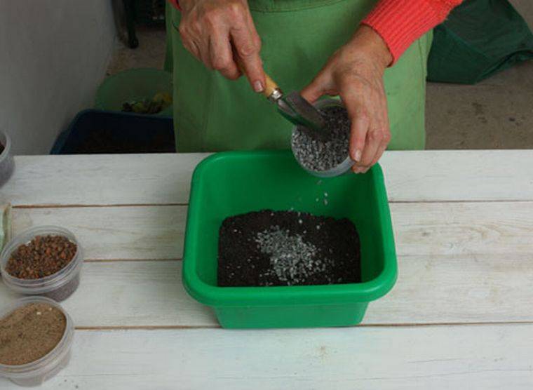 Замиокулькас: подробная инструкция по пересадке растения