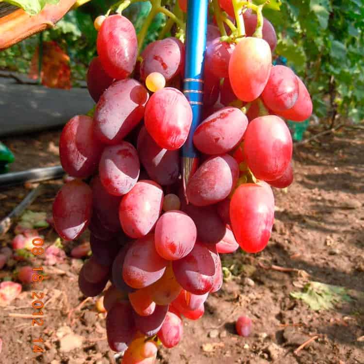 ✅ описание винограда ягуар - cvetochki-penza.ru