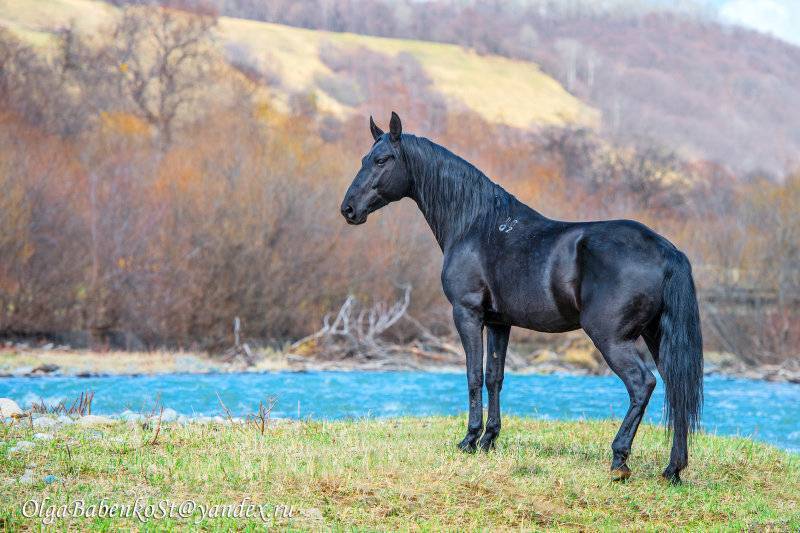 Кабардинская порода лошадей: ее обзор, видео и фото
кабардинская порода лошадей: ее обзор, видео и фото