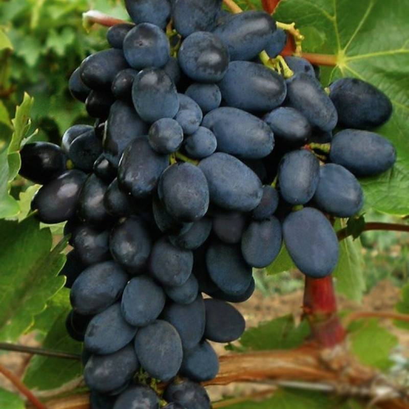 Как правильно выращивать виноград кодрянка: правила посадки и ухода +видео