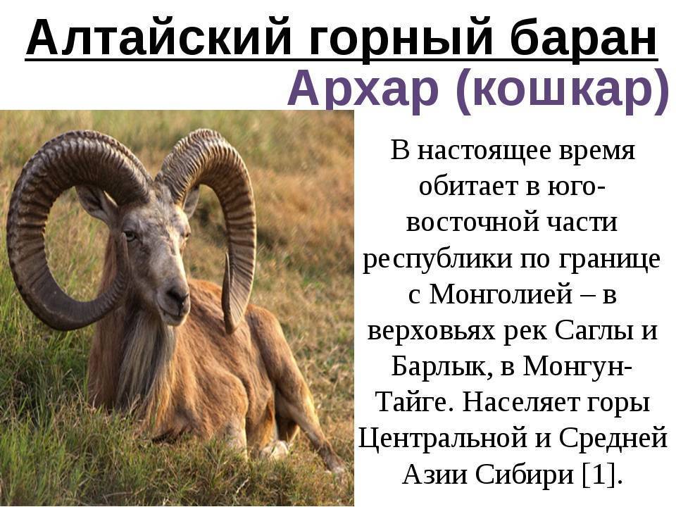 Алтайский горный баран, аргали, алтайский архар -  алтай туристский. туристический портал