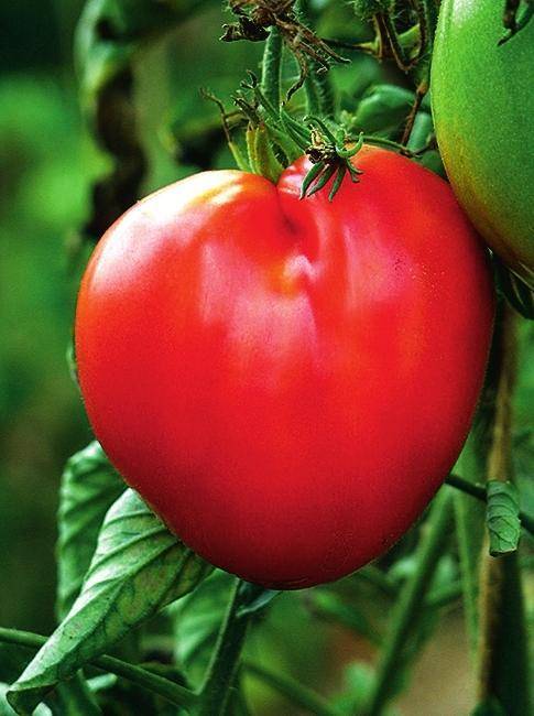Сорта помидоров для открытого грунта — описание наиболее популярных, выращивание и уход, рейтинг, характеристика помидоров