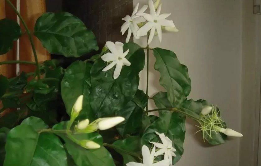 Цветы жасмин: описание, виды, посадка и советы по уходу