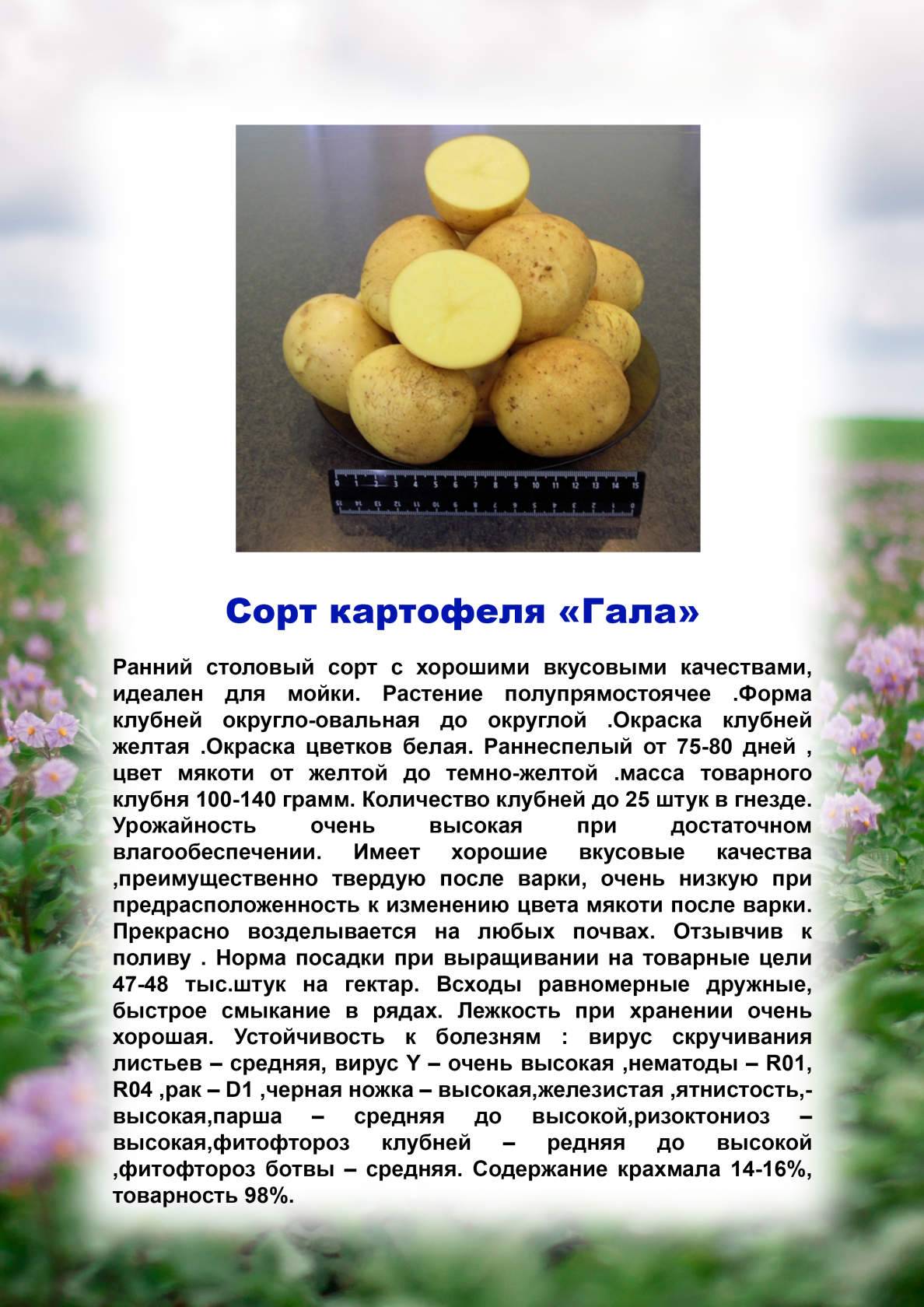 Сорт картофеля гала характеристика и описание сорта фото