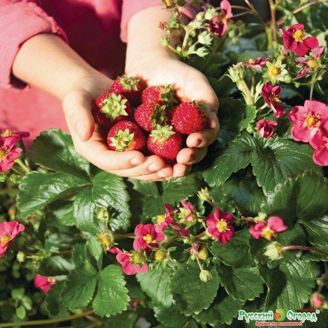 Ампельная клубника: сорта, выращивание и уход