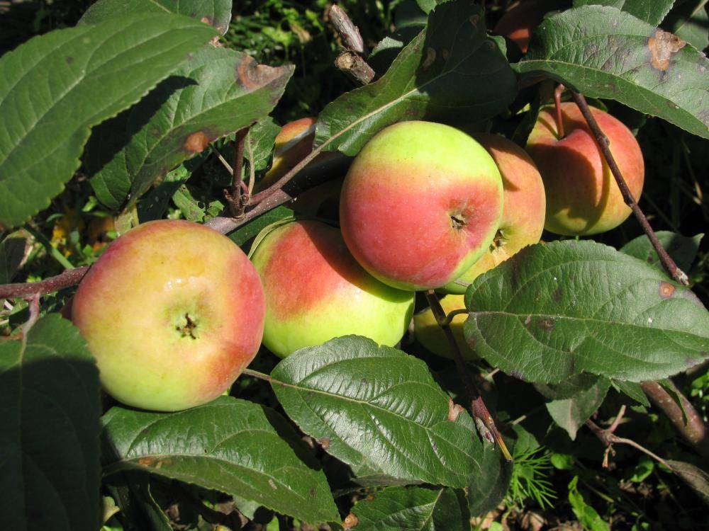 Сорт яблони солнышко фото и описание