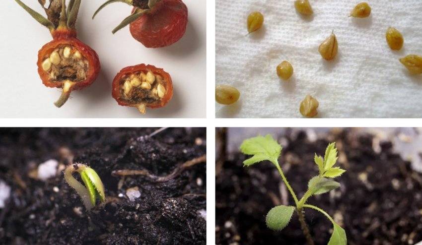 Как размножить розу – 8 способов: семена, черенки, отводками и т.д.