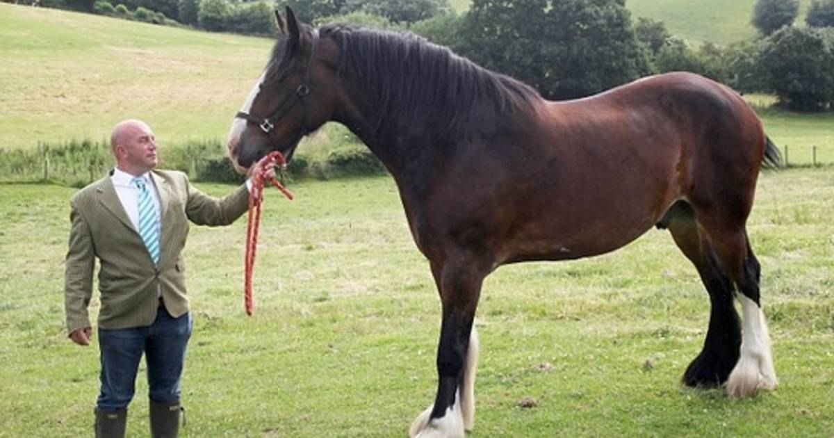 Гиганты конного мира: кто они самые большие лошади?