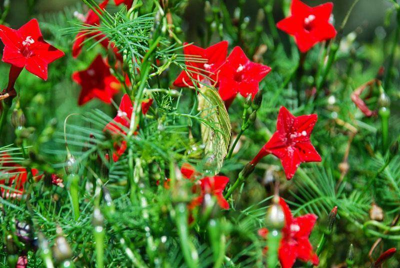 Выращивание квамоклита перистого (кипарисной лианы) - описание, способы размножения, уход за растением