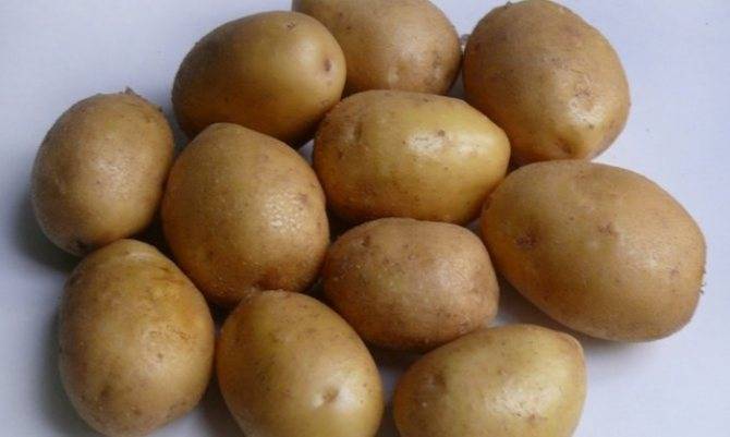 Картофель "колобок": описание сорта, фото, характеристики и особенности выращивания русский фермер