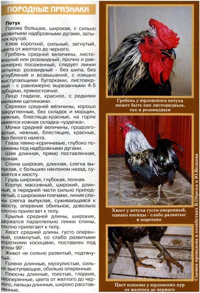 Юрловские голосистые куры. полное описание породы, советы, отзывы с фото и видео