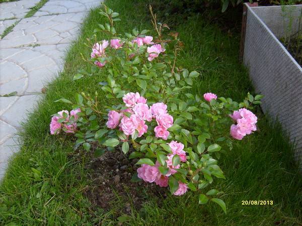 Роза многоцветковая вечноцветущая мини выращивание из семян