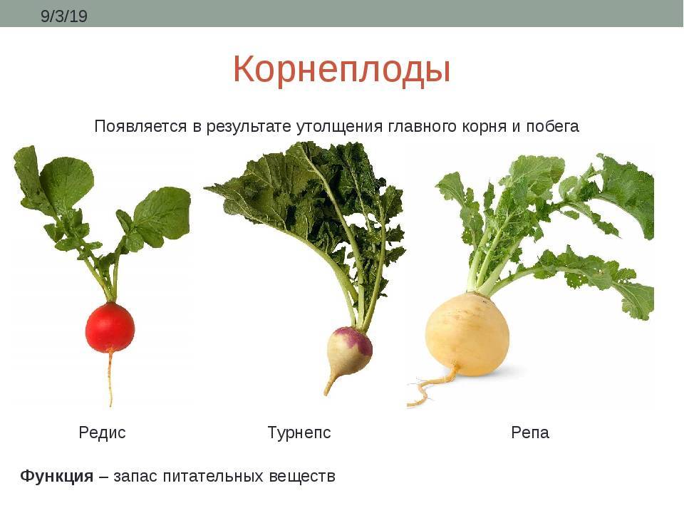 Таблица редиса. Редис видоизменение корня. Строение корнеплода редиса. Свекла репа редиска редька. Репа видоизменение.