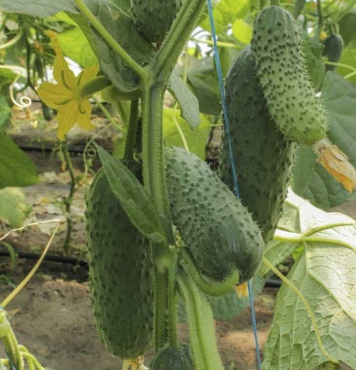 Огурец Конкурент
