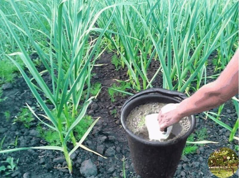 Подкормка озимого чеснока весной для большого урожая: лучшие средства для удобрения
