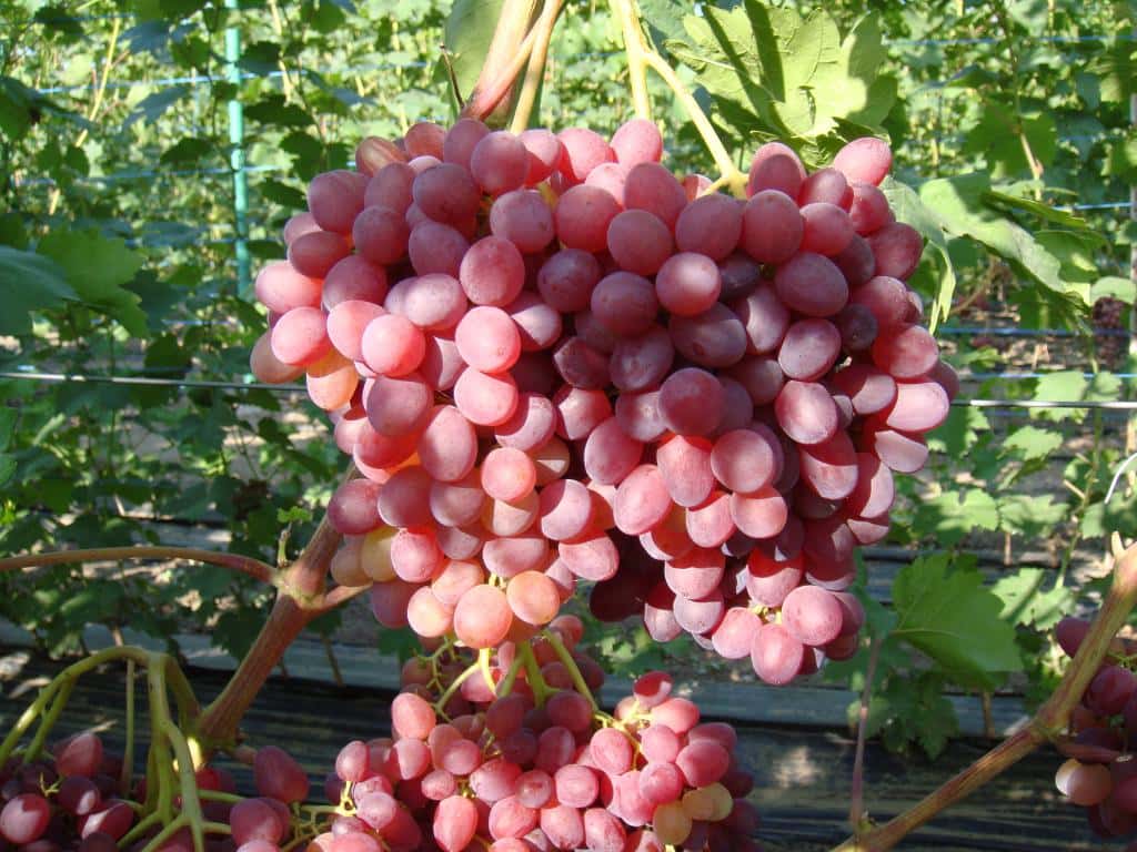 Виноград кишмиш запорожский: описание сорта, фото, отзывы, характеристики и правила выращивания