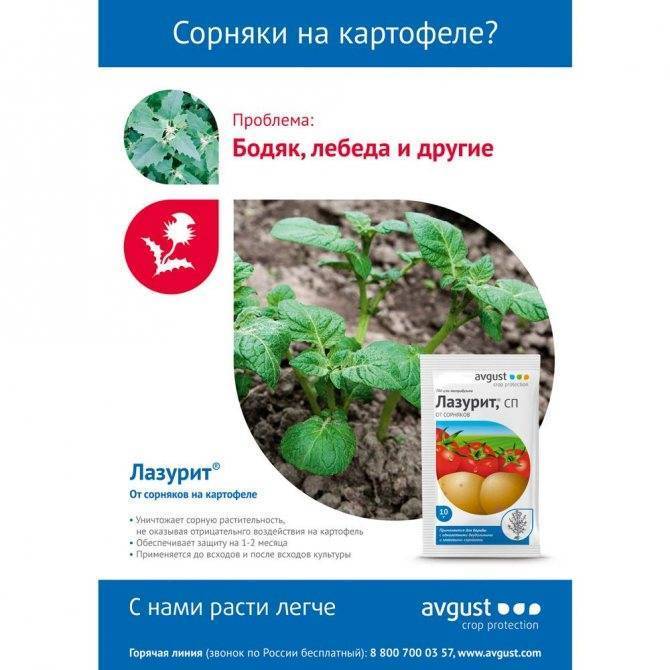 Лазурит – гербицид от сорняков на даче: инструкция по применению и отзывы