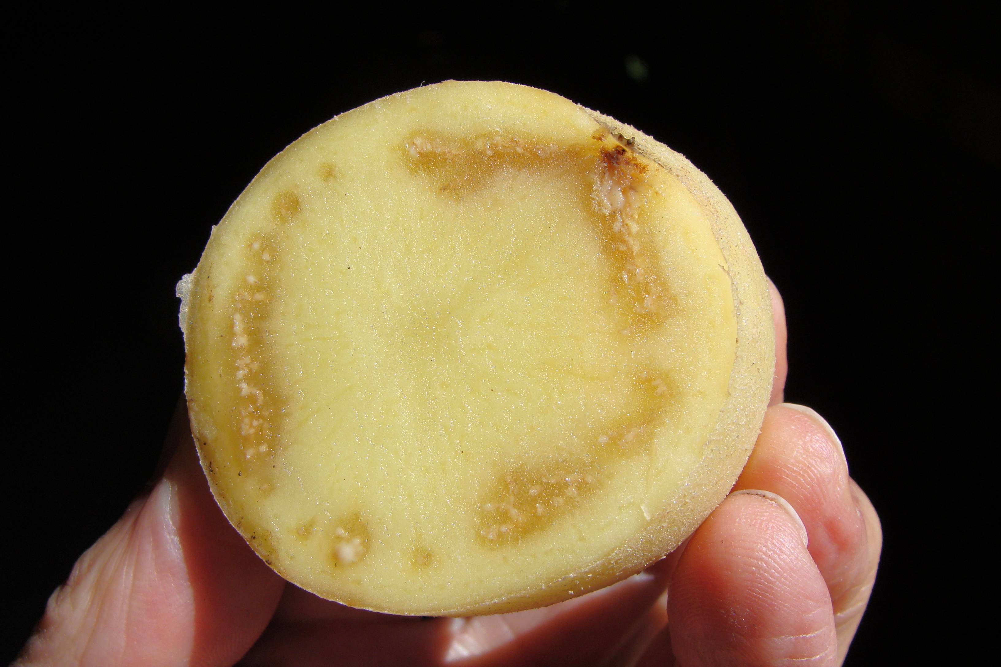 Почему гниет картофель в земле: чем обработать изнутри, можно ли употреблять картошку с белым налетом, что делать, если появилась плесень желтая и черная внутри