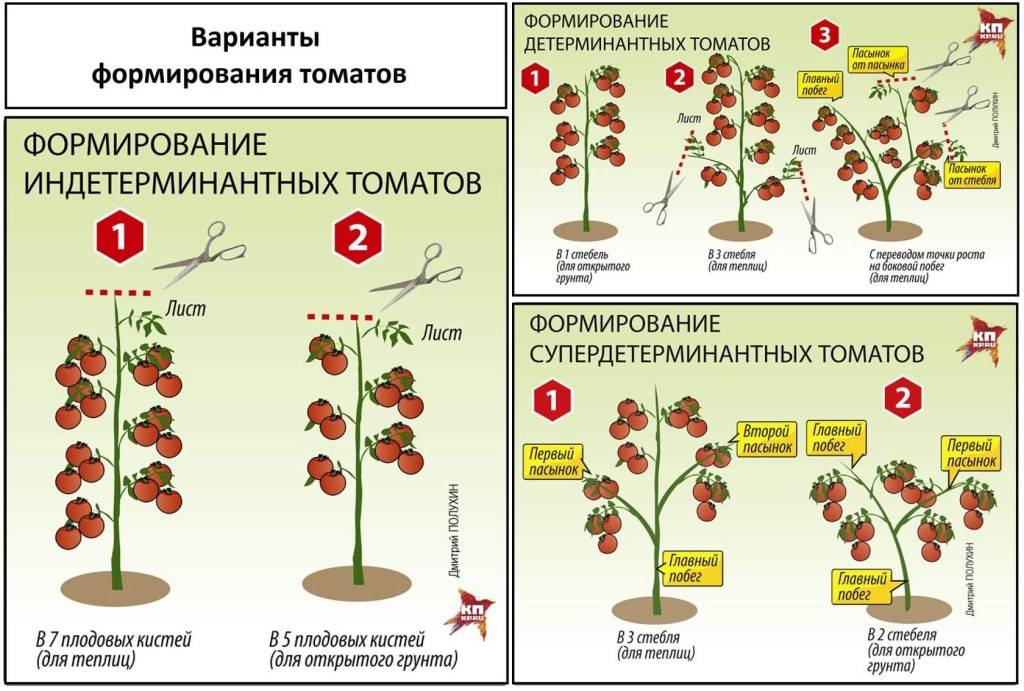 Правила и схемы пасынкования помидор в открытом грунте