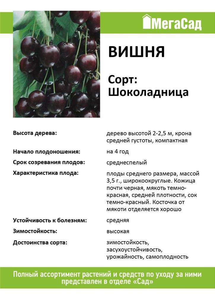 Чернокорка вишня: характеристика и описание сорта, выращивание и уход