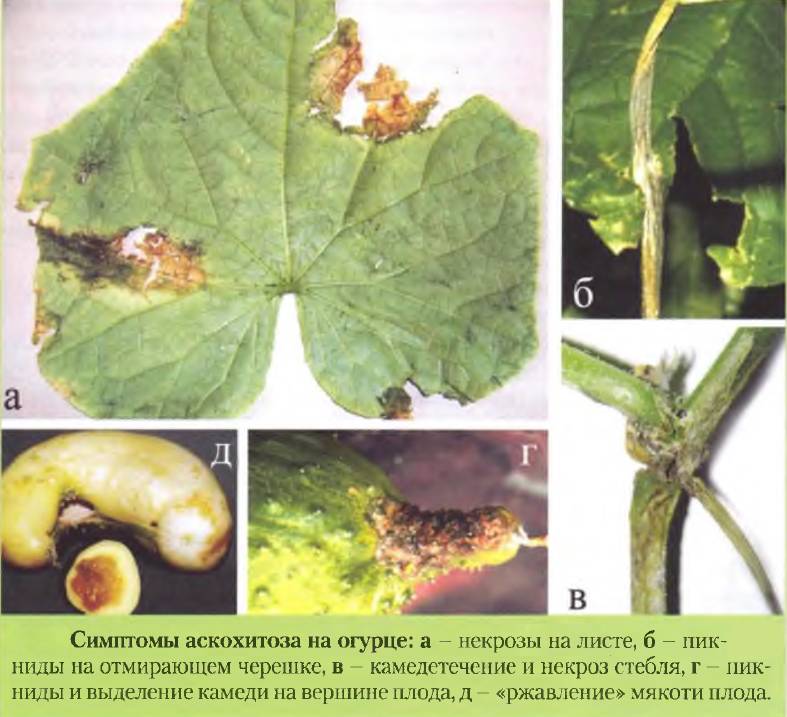 Чем болеют огурцы в открытом грунте фото и лечение