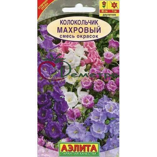 Цветок колокольчик: выращивание из семян, фото процесса. особенности ухода и технология пересадки в грунт красивых колокольчиков - автор екатерина данилова - журнал женское мнение