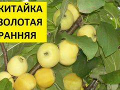 Сортовая яблоня китайка золотая