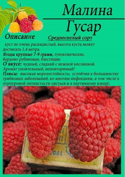Описание малины награда: правила посадки, ухода и размножения
