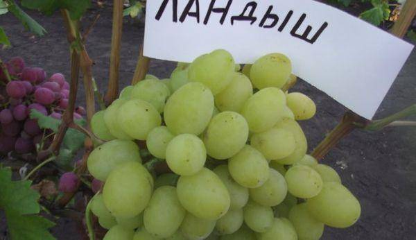 Виноград ландыш: описание сорта, выращивание и уход, фото и отзывы