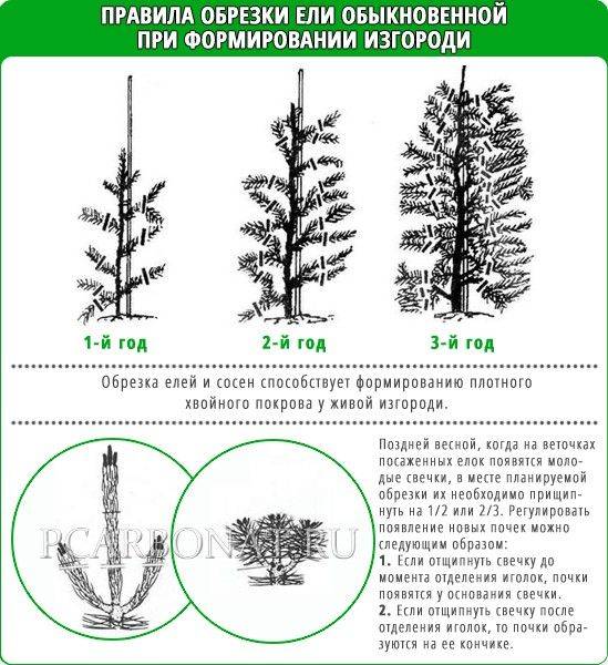 Какой фактор оказывал наибольшее влияние на формирование кроны сосен изображенных на рисунке ответ