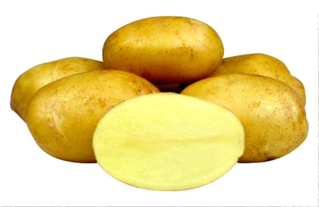 Характеристика и описание картофеля «импала» с фото и отзывами