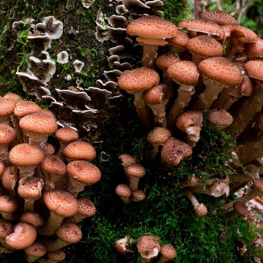 Armillaria ostoyae грибница