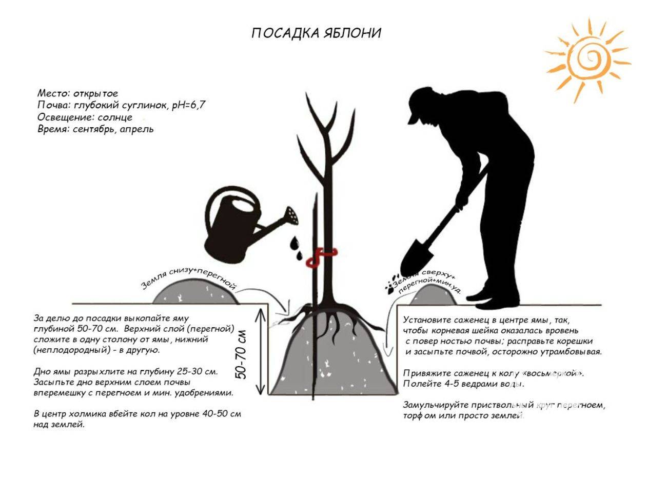 Предлагать способ пересадки деревьев