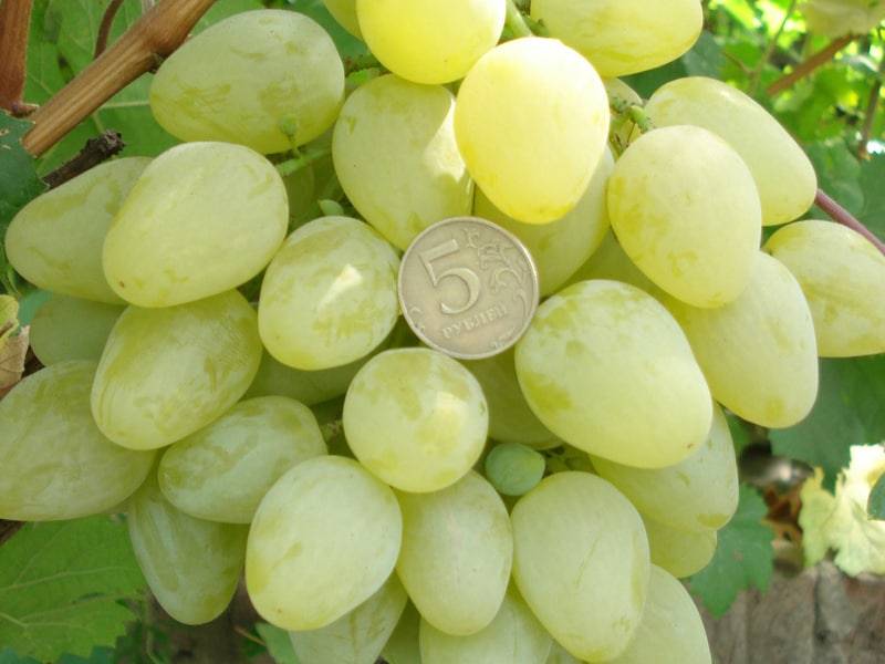 Виноград сорт монарх: описание сорта и его характеристики, особенности выращивания винной ягоды, фото и видео