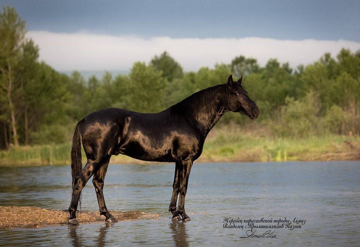 Кавказские жемчужины – описание лошадей карачаевской породы |
