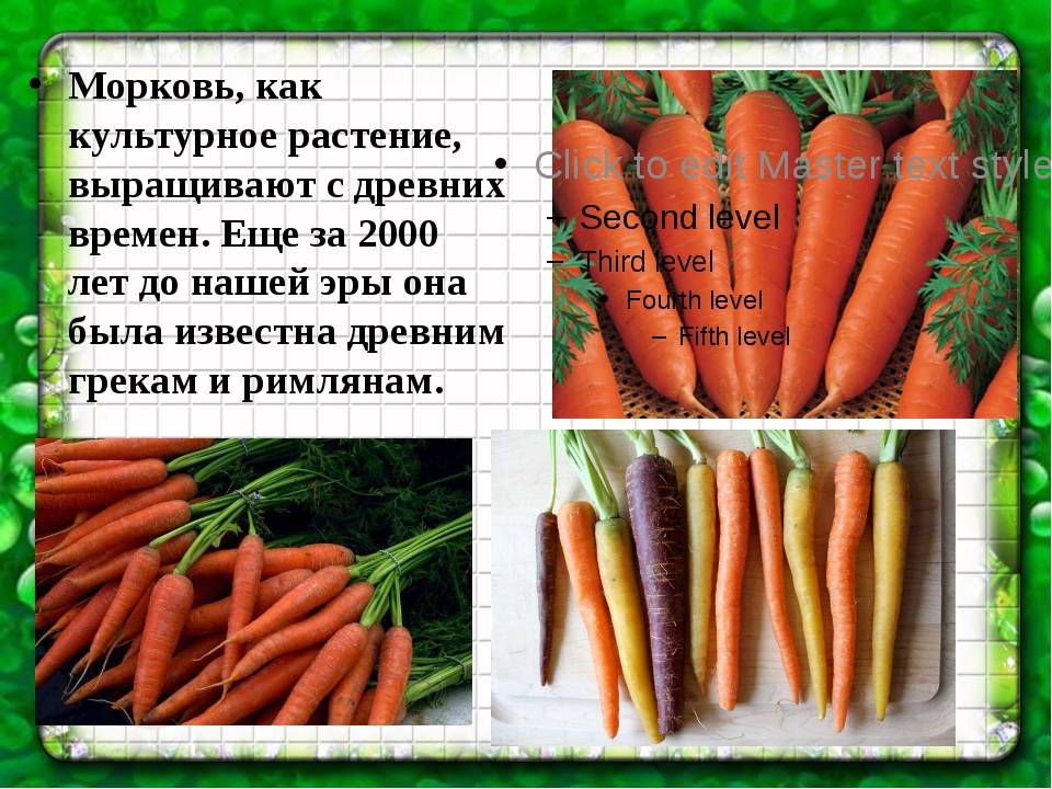 Доклад про морковь - история, характеристика, польза и вред