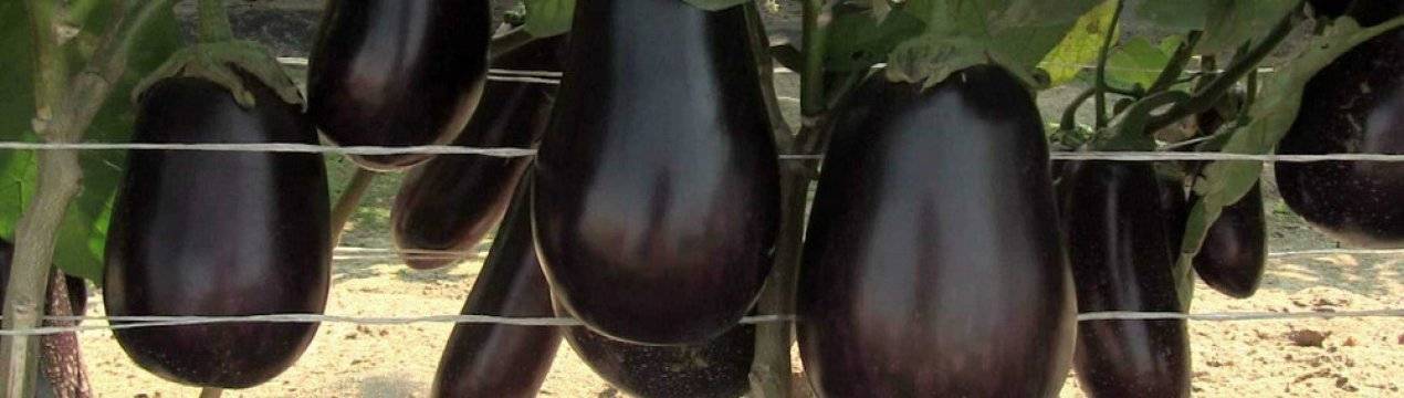 Баклажан чёрный принц: особенности сорта, выращивание
